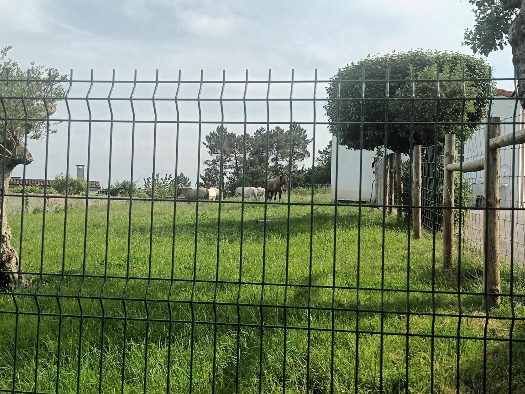Casa David-con Cuadras Caballos Arzúa
